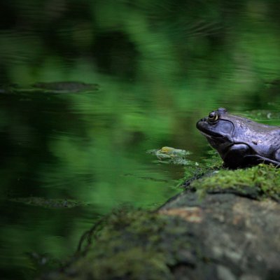 frog_on_a_log