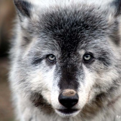 wolf