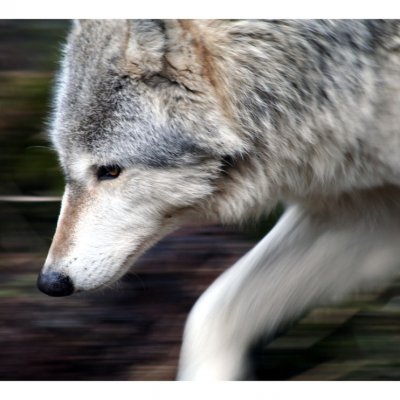 wolf_running
