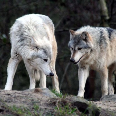 wolves